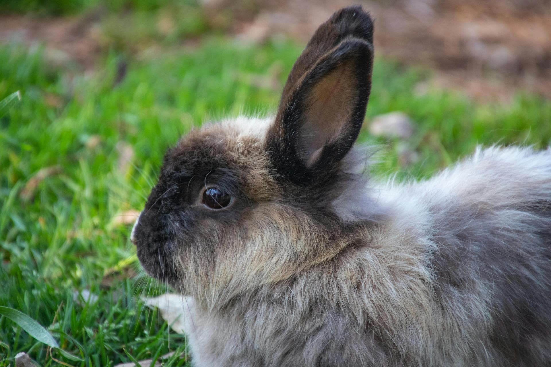 Best Vets in Ealing